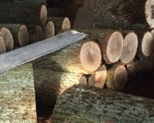 Затримали чорних лісорубів, які знищували цінні породи дерев у Пущі-Водиці