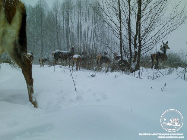У Чорнобилі показали тварин, які в засніженому лісі вийшли на пошук їжі