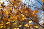На тиждень пізніше. У Києві зафіксували метеорологічну осінь