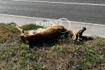 У Києві на проспекті було збито косулю — винуватець втік, залишивши тварину помирати