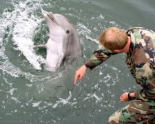 Росія перемістила до Севастополя дві загони для бойових дельфінів, – USNI
