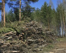ДБР розслідує майже 600 кримінальних справ щодо порушень лісгоспів
