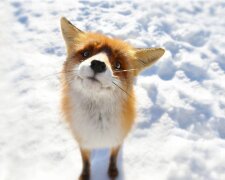 Обережно, дикі звірі: через морози та голод лисиці масово виходять до осель на Київщині