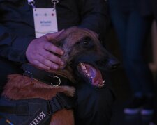 «Чотирилапі захисники» — столичного службового пса нагородили за виявлення великого пакунку наркотиків