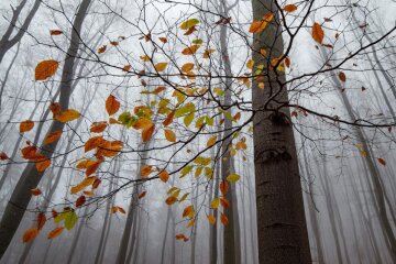 На Україну насувається різке похолодання зі снігопадами