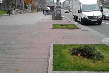 Чому на Хрещатику замість каштанів висадили ялівець