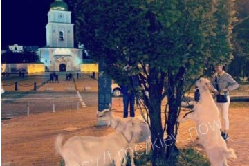 У центрі столиці помітили кіз