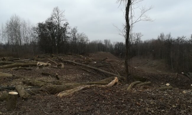 На території Музею в Пирогово вирубають дерева (фото)