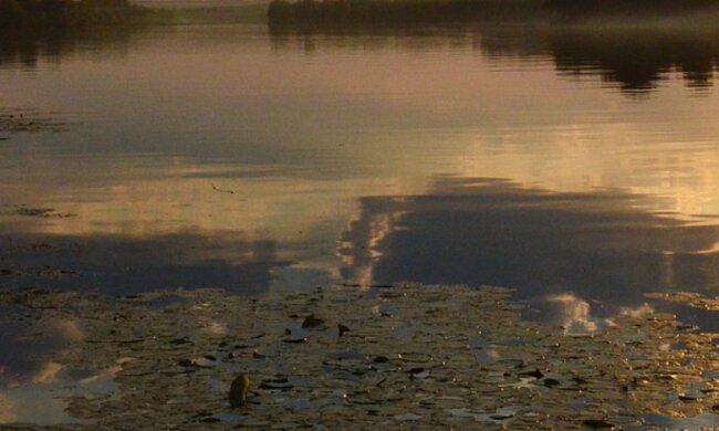 У Дніпрі вода стала коричневою (відео)
