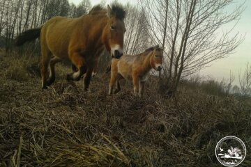 У Чорнобильському заповіднику помітили маленьке лоша Пржевальського