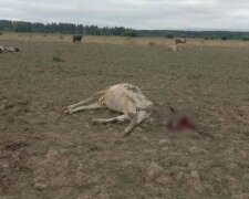Окупанти з “градів” вдарили по пасовищу з коровами