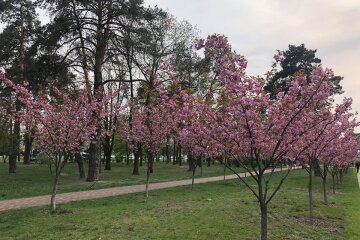 В парку Кіото зацвіла найдовша в Україні алея сакур