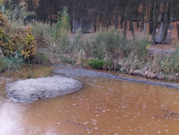 Вбивають рибу та екосистему: у Києві в озеро зливають нечистоти
