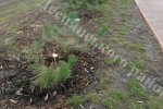 Зламані сакури та ялинки: вандали понівечили дерева в Деснянському районі