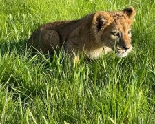 З контактного зоопарку на Київщині врятували левенят і ведмежат (відео)