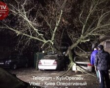 В Києві на припарковані автомобілі впало величезне дерево