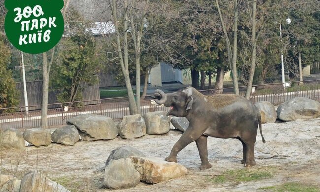 Київський зоопарк чекає на дітей: що змінилось та які обмеження
