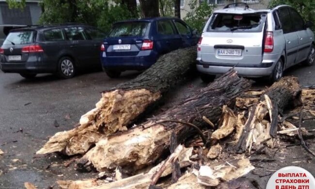 На Солом`янці величезна тополя впала на припаркований у дворі автомобіль