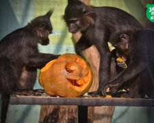 Київський зоопарк святкує Хелловін (фото)