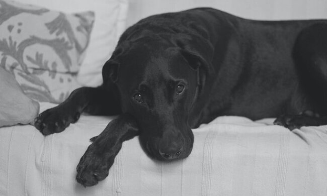 На Київщині жорстоко вбили собаку (відео)