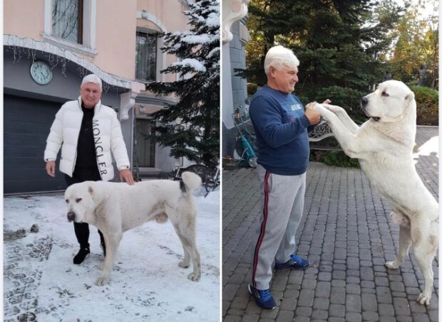 У Києві алабаї загризають котів та собак на очах їх власників — господаря-ексрегіонала досі не покарали