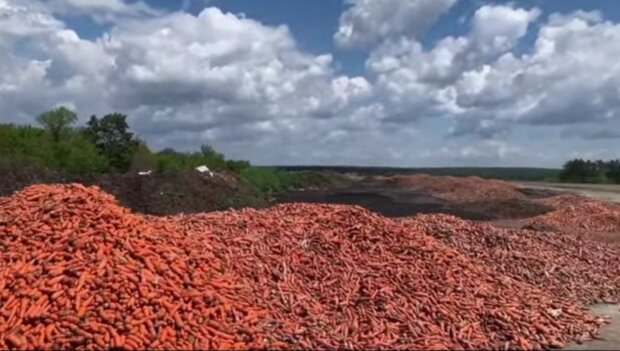 На смітник під Києвом фермер викинув тони непроданої моркви (відео)