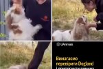 У Києві інструкторка кидала й била ногами собаку під час "уроків поведінки"
