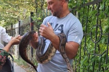 Антоша знайшовся: плазуна-втікача виявили прямо біля будинку господині в Києві