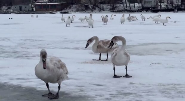 У Дарницькому районі Києва врятували велику зграю лебедів на замерзлому Дніпрі