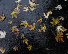Бабине літо в жовтні та майже зима в листопаді: синоптик дав прогноз погоди на осінь в Україні
