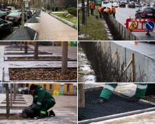 У Києві масштабують використання європейських методів захисту дерев від протиожеледних реагентів у зимовий період