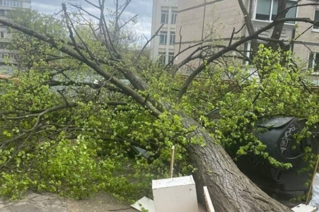 Вітер повалив в Києві кілька дерев