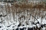 Мешканцям Києва безкоштовно роздадуть саджанці дерев