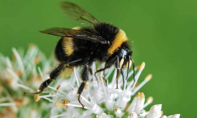 Нові дослідження: радіація в Чорнобилі небезпечніша, ніж вважали