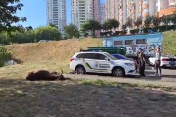 В Києві через ДТП загинув лось, який кілька років жив у Голосієво (відео)