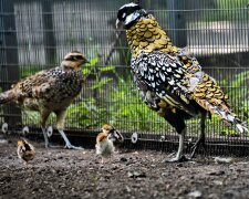 У Київському зоопарку народились пташенята королевських фазанів