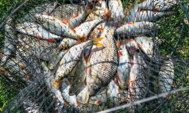 Нерестова заборона 2026: на Київщині та у столиці вводять табу на риболовлю