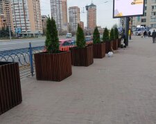 На Печерській площі встановили декоративні дерева