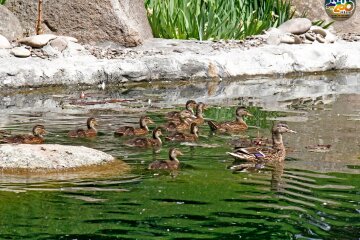 У Київському зоопарку розповіли історію кохання особливої родини