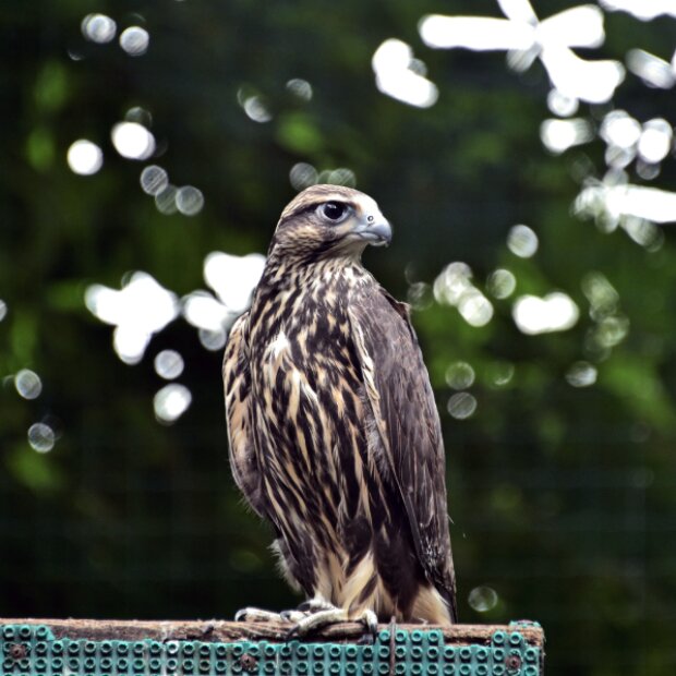 KyivZoo випустив у дику природу червонокнижного сокола балабана