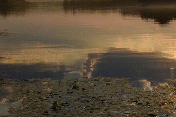 У Дніпрі вода стала коричневою (відео)