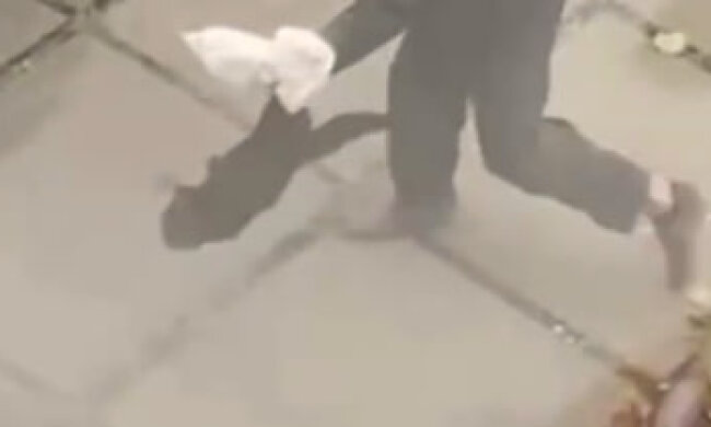 Активісти та небайдужі кияни розшукують котика на Березняках, який став жертвою неадеквата