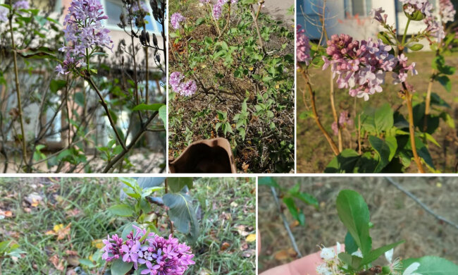 У Києві заквітнув бузок у Деснянському районі