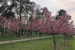 В парку Кіото зацвіла найдовша в Україні алея сакур