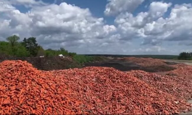 На смітник під Києвом фермер викинув тони непроданої моркви (відео)