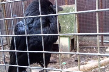 У Києві зник легендарний ворон - останні 25 років він прожив у дворику на Рейтарській