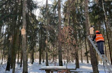 Пернате новосілля: у лісових масивах Києва встановили 160 нових осель для птахів