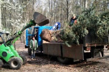 Можуть жити сотні років: в парку Совки висадили крупномірні ялини