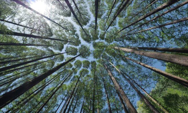 Біля станції Лісова висадили молодий ліс (відео)