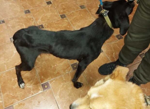 Під Києвом зоозахисники врятували близько сотні заморених голодом собак: їх утримували у псевдо-притулку “Лора”